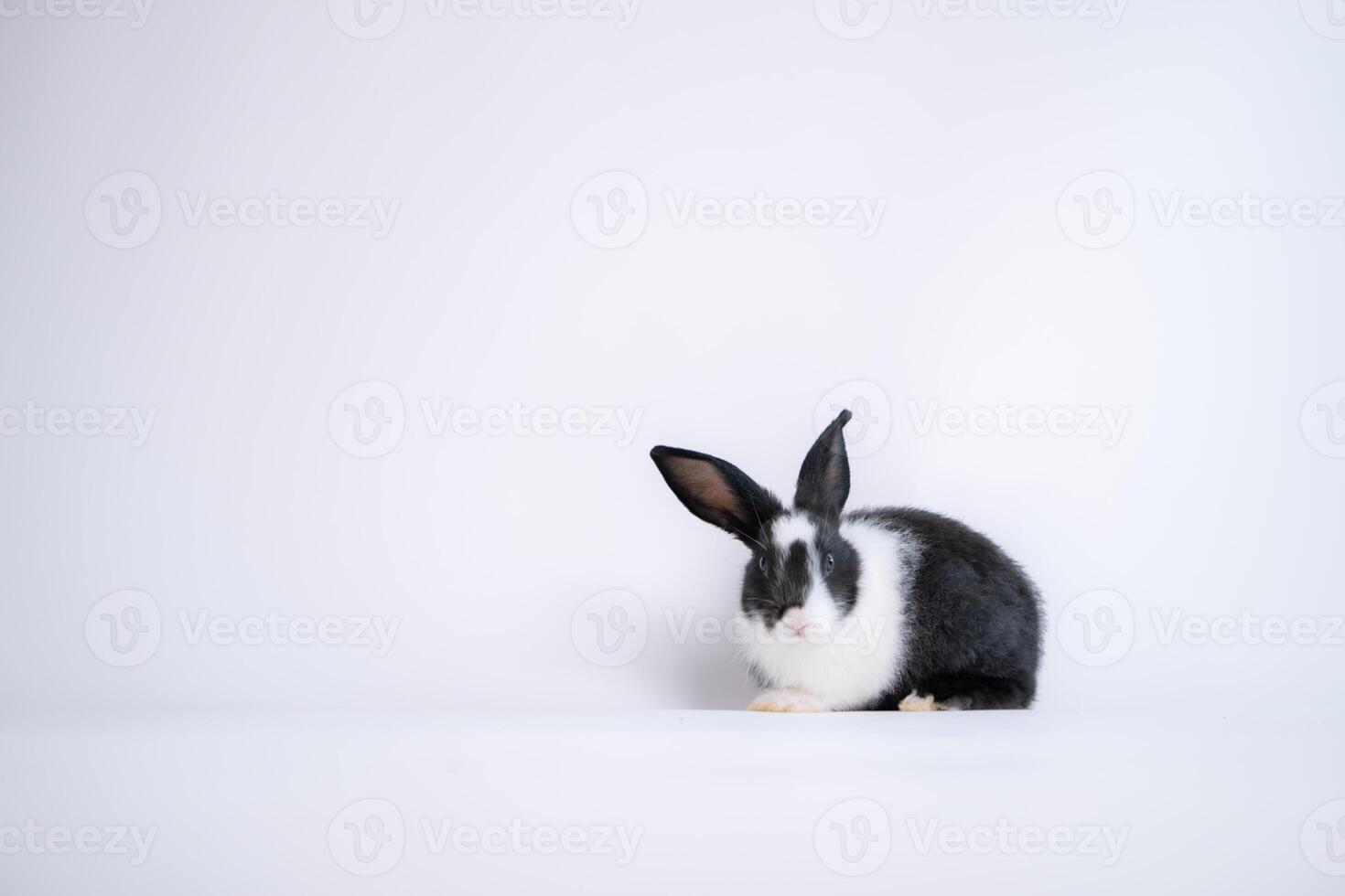 Fluffy black and white rabbit isolated on white background photo