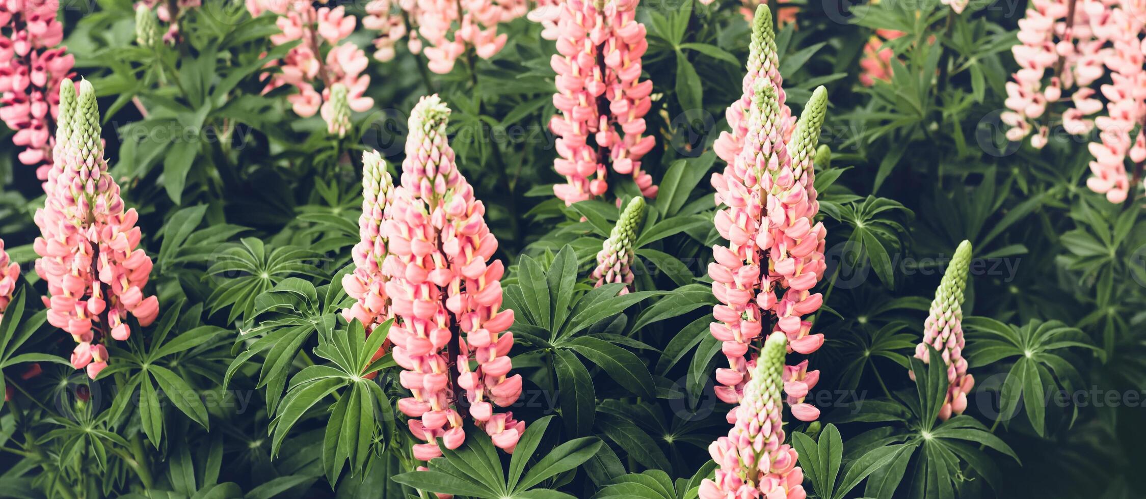 Summer Blurred natural background. Blooming lupine flowers. Moody bold colors, banner format photo