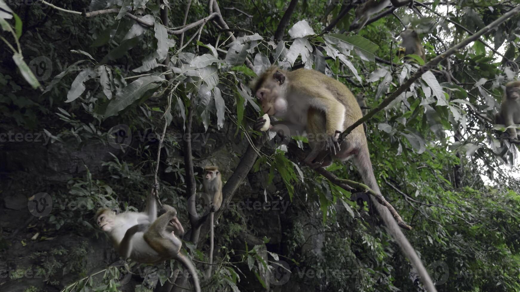 Monkeys on tree branches with food. Action. Monkeys are treated to treats from tourists in jungle. Monkeys in trees by hiking trails photo