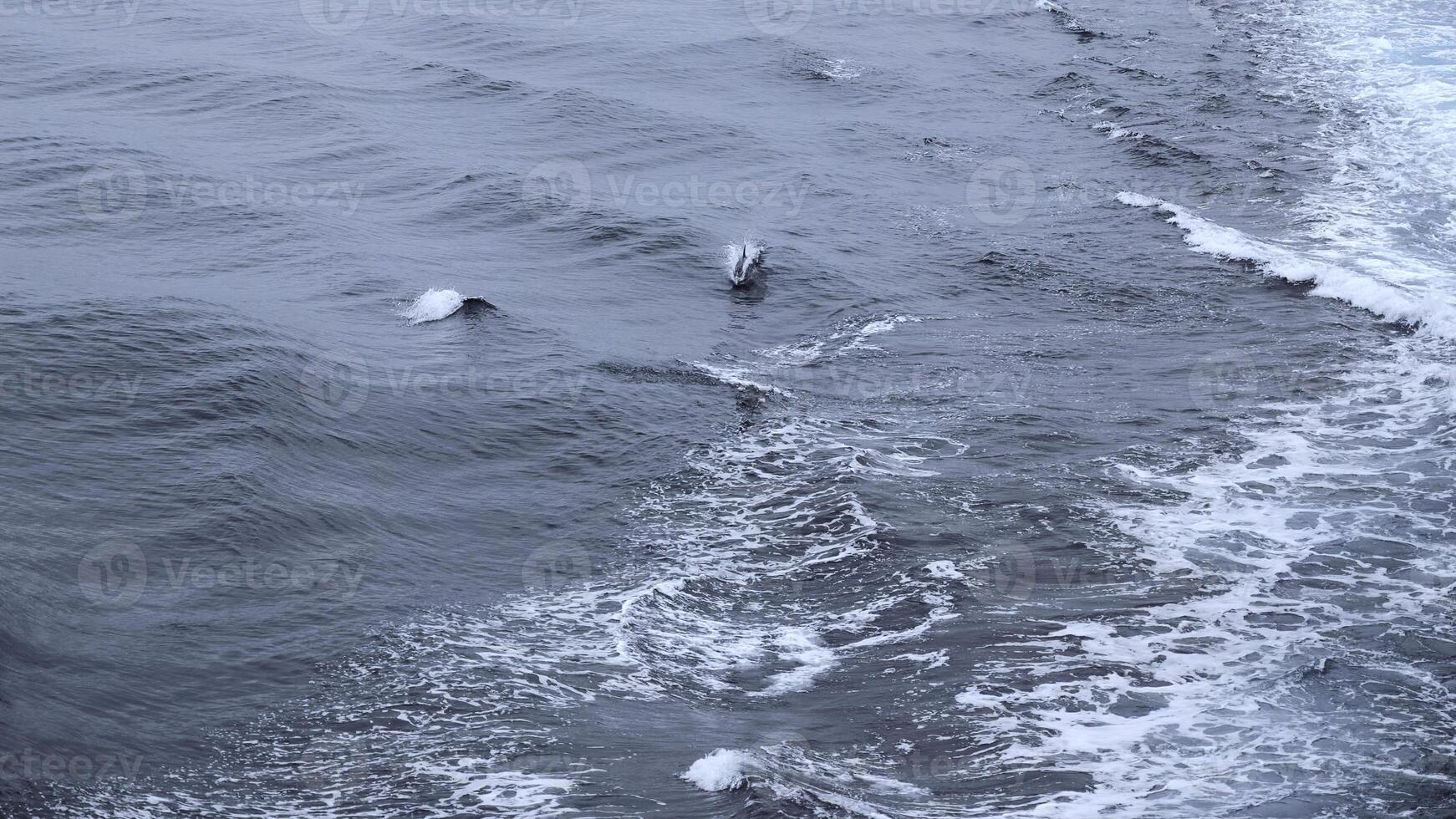 Beautiful sea surface with dolphin fins. Clip. Surface of open ocean with swimming dolphins in cloudy weather. Fins of swimming dolphins above surface of blue sea photo