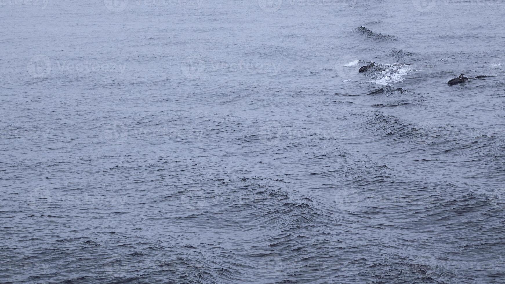 Blue sea with waves and swimming dolphins. Clip. Wild dolphins swimming in open sea in cloudy weather. Exciting sight of swimming dolphins on ocean surface photo