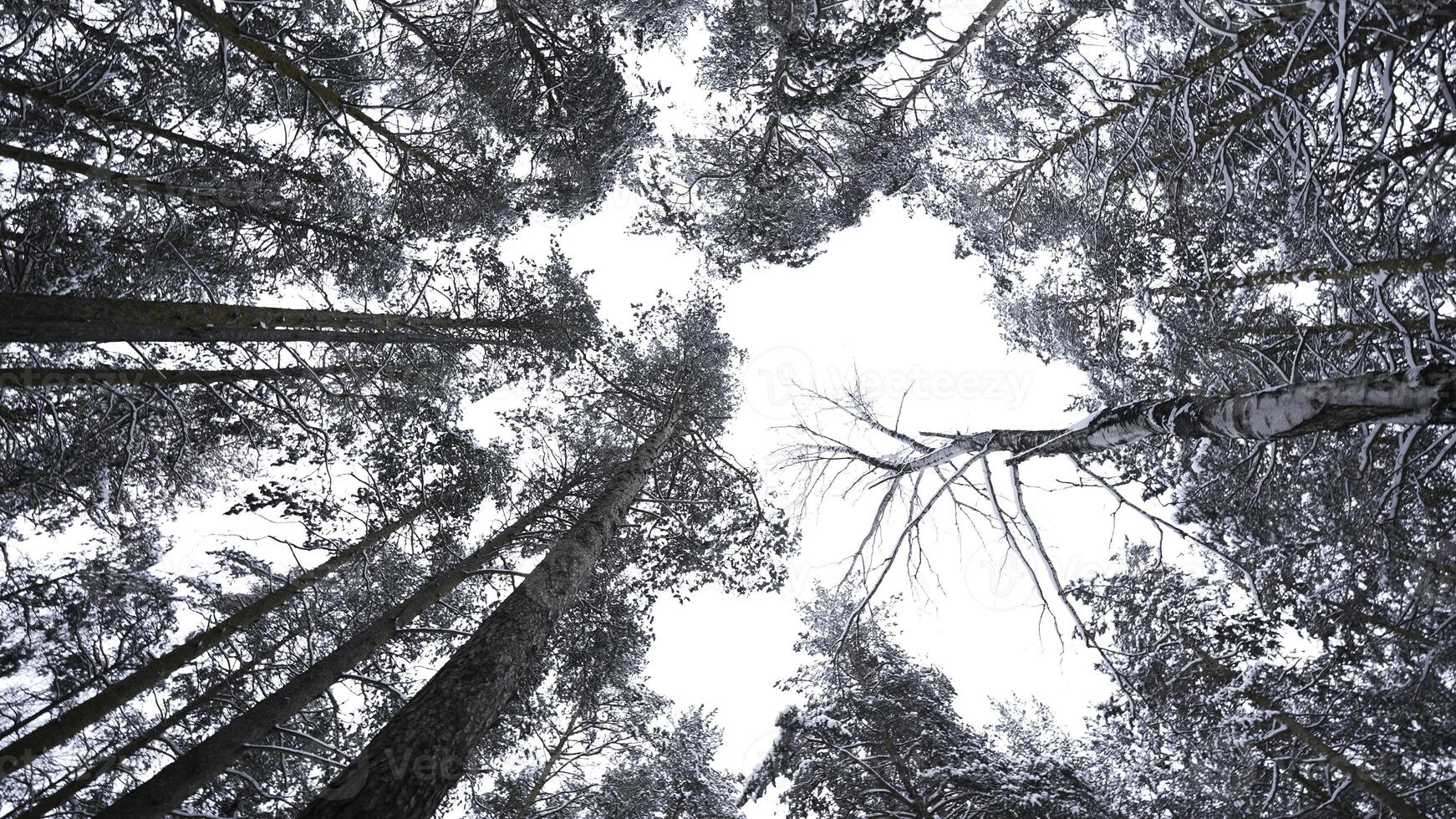 vertiginoso ver de invierno arboles medios de comunicación. hermosa ver desde abajo de árbol coronas en invierno bosque. hermosa giratorio ver de copas de los árboles en invierno foto