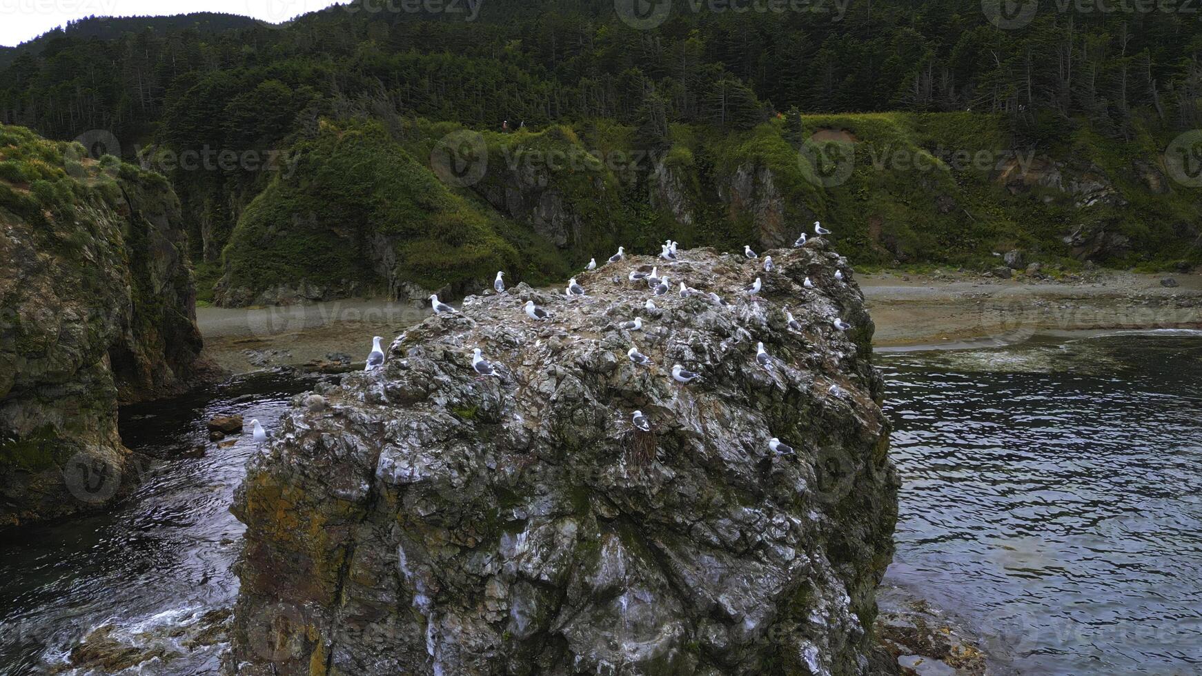 Top view of cliff with flock of seagulls. Clip. Wild coast with marine fauna on rocks in sea. Flocks of seagulls on sea rocks off coast of wild island photo
