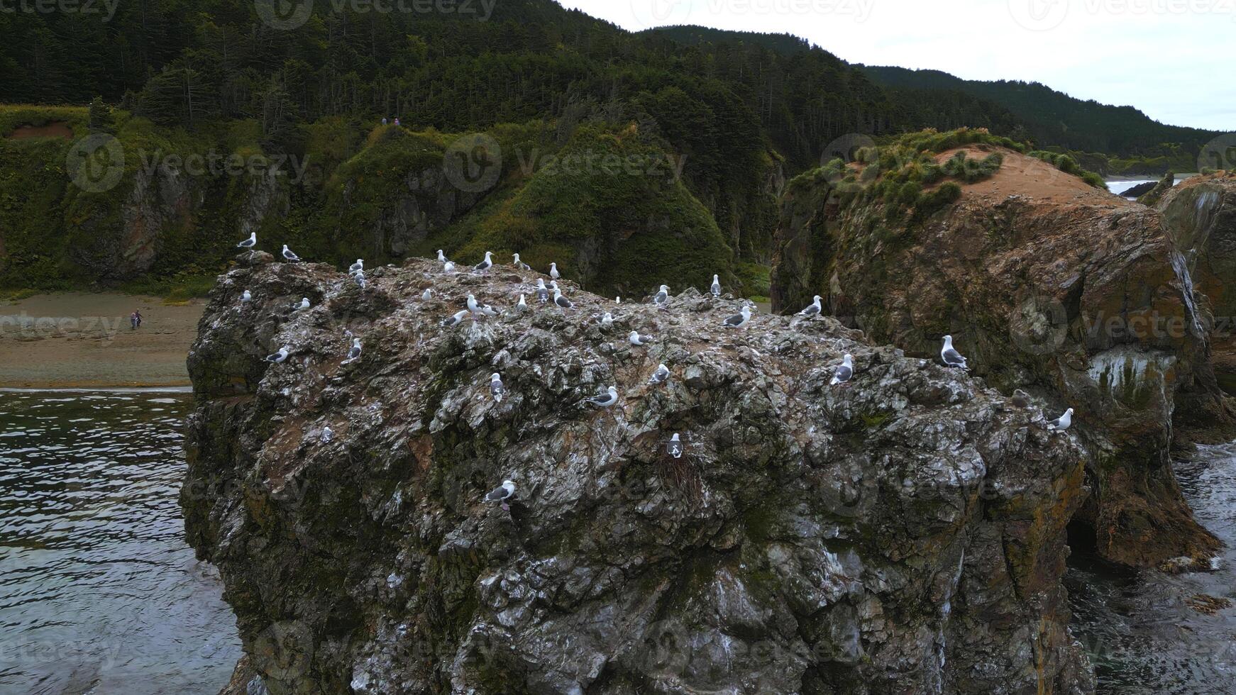 Top view of cliff with flock of seagulls. Clip. Wild coast with marine fauna on rocks in sea. Flocks of seagulls on sea rocks off coast of wild island photo