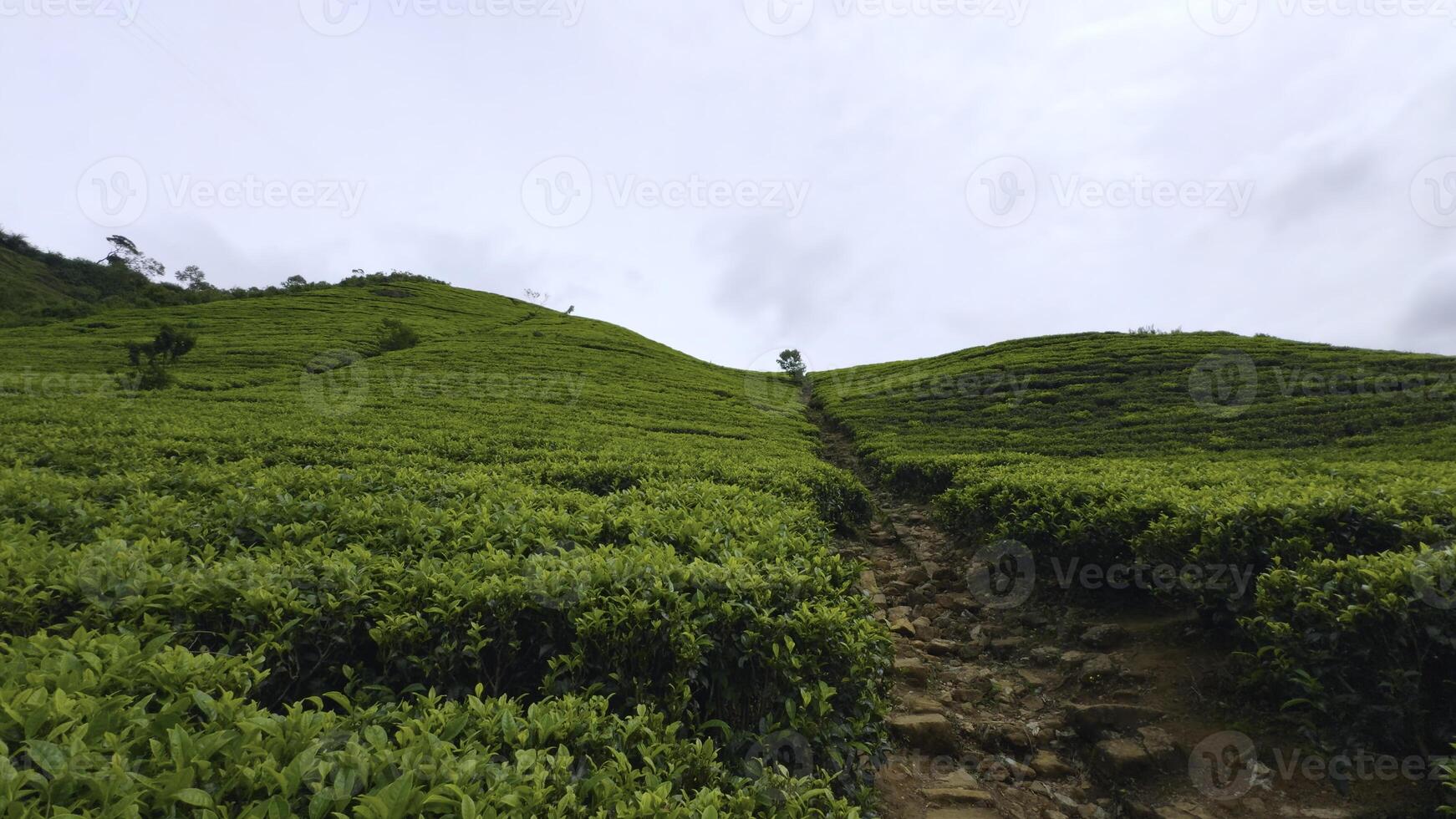 Beautiful trails on tea plantations with green bushes. Action. Dirt trails among green tea bushes. Beautiful walk on terraces of tea plantation photo