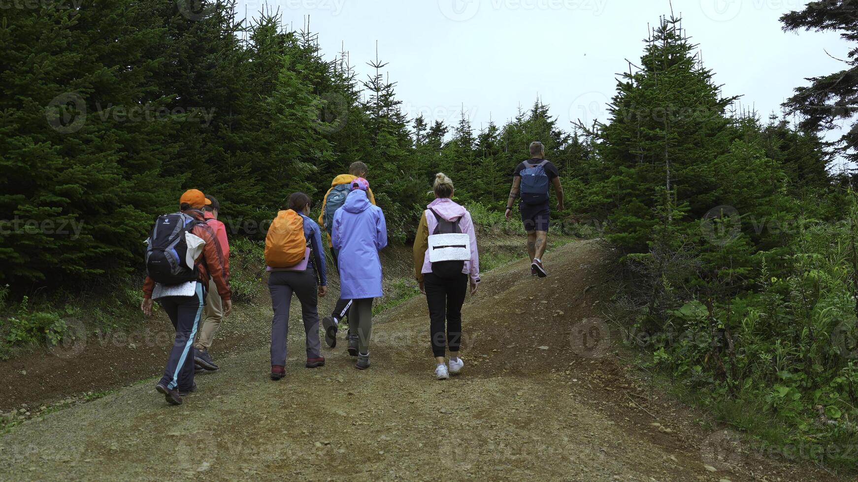 Tourists climb road in green forest area. Clip. Group of people is walking along road among green fir trees. Hikers travel in group on road in wooded area on cloudy day photo