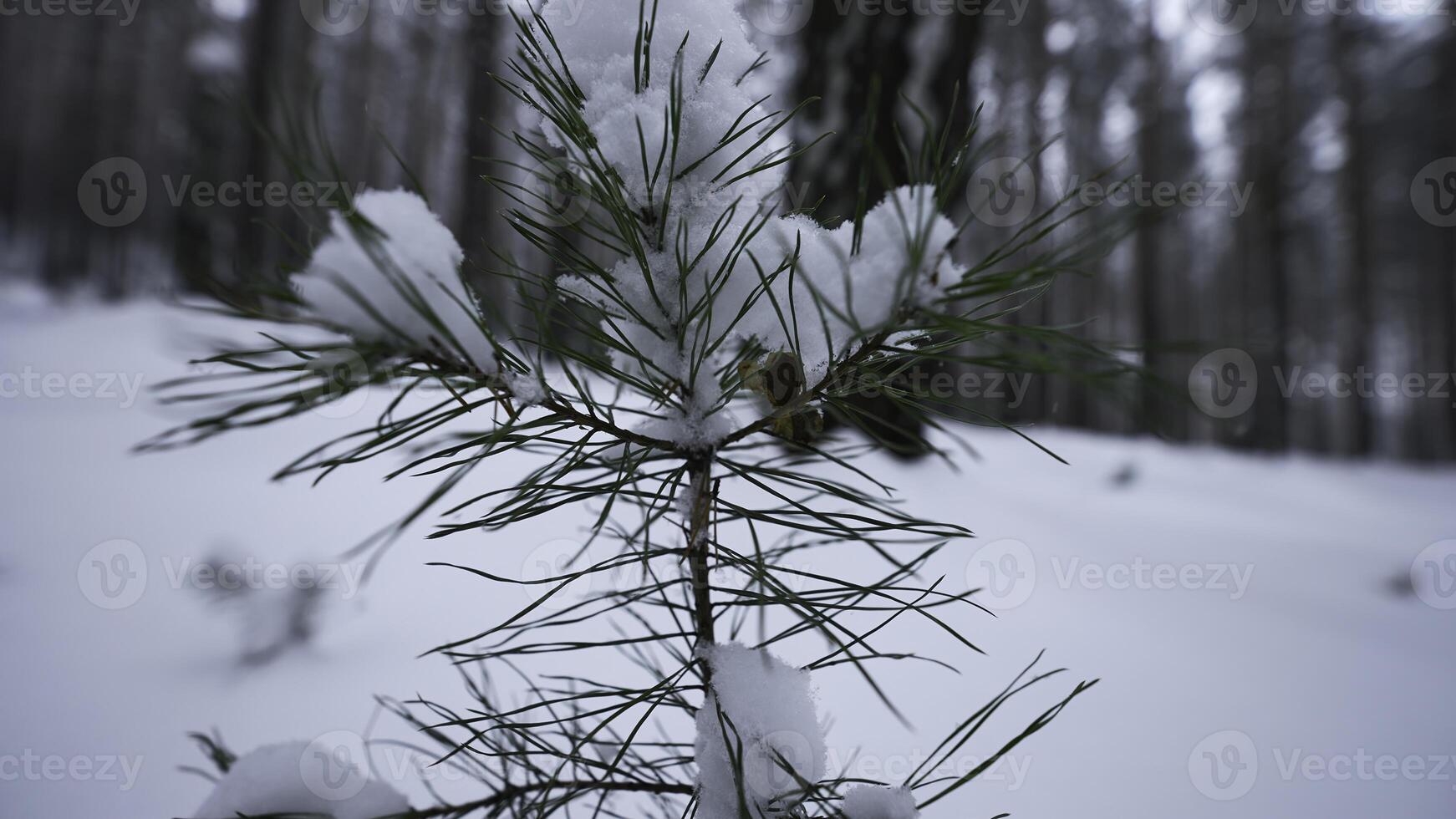 Small growing fir tree in winter forest. Media. Close-up of small growing fir tree in wild forest in winter. Small lonely fir tree grows in wild winter forest photo
