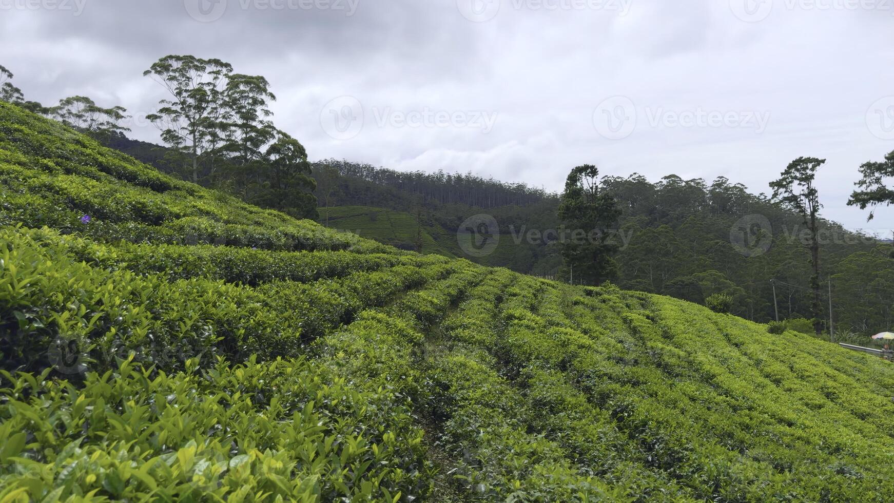 Picturesque view of tea fields. Action. Lines with green bushes on terraces of tea plantations. Beautiful green terraces with bushes and blooming tea photo