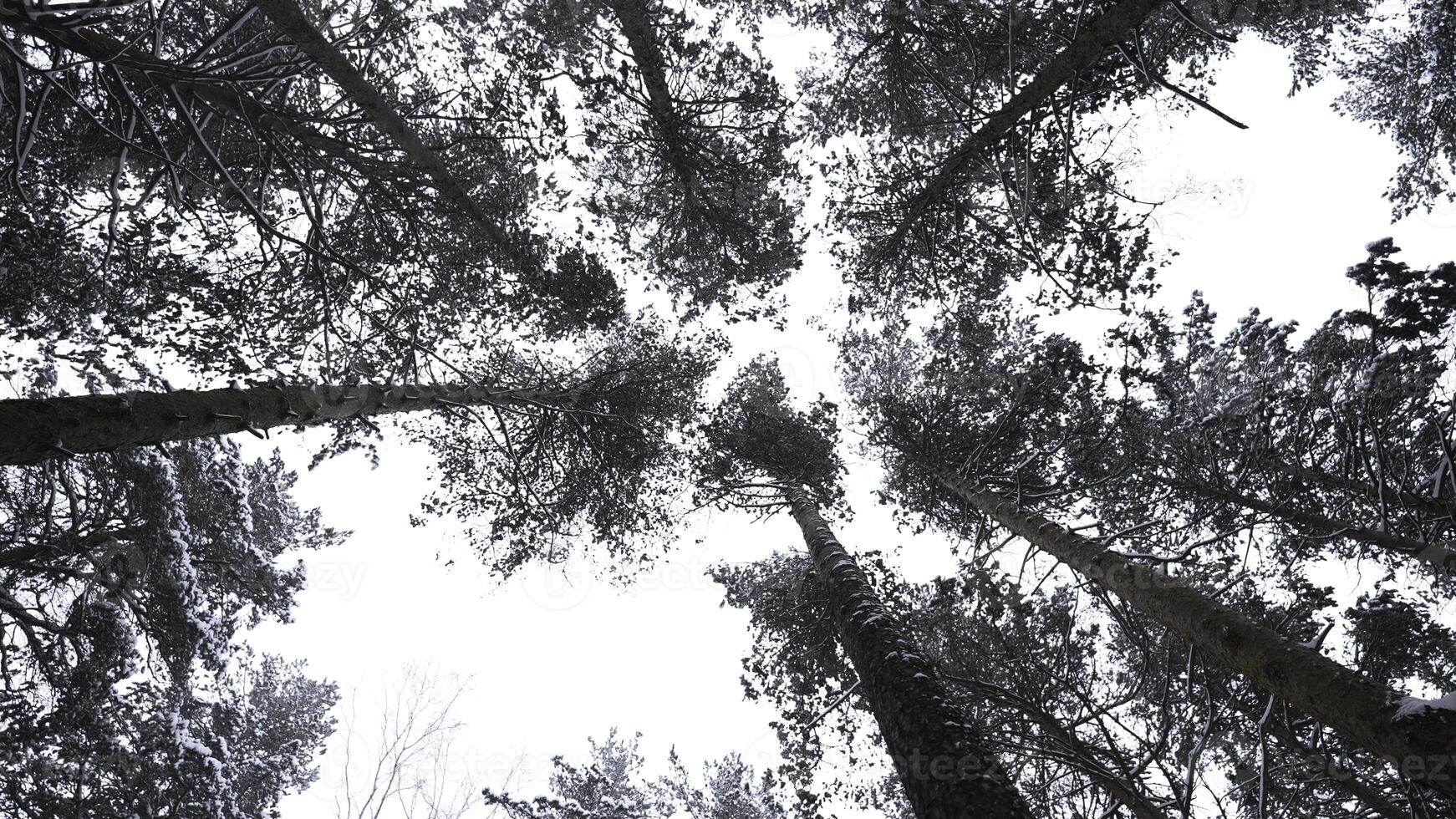 Dizzying view of winter trees. Media. Beautiful view from below of tree crowns in winter forest. Beautiful rotating view of treetops in winter photo