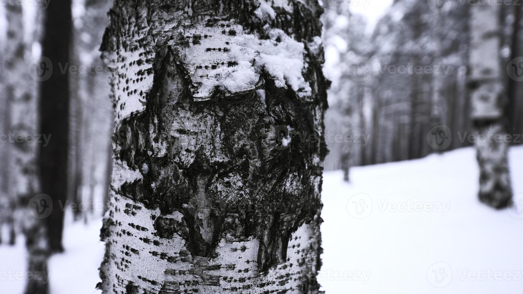 Close-up of beautiful tree bark in winter forest. Media. Beautiful tree crown in winter forest. Texture of tree crown in wild winter forest photo