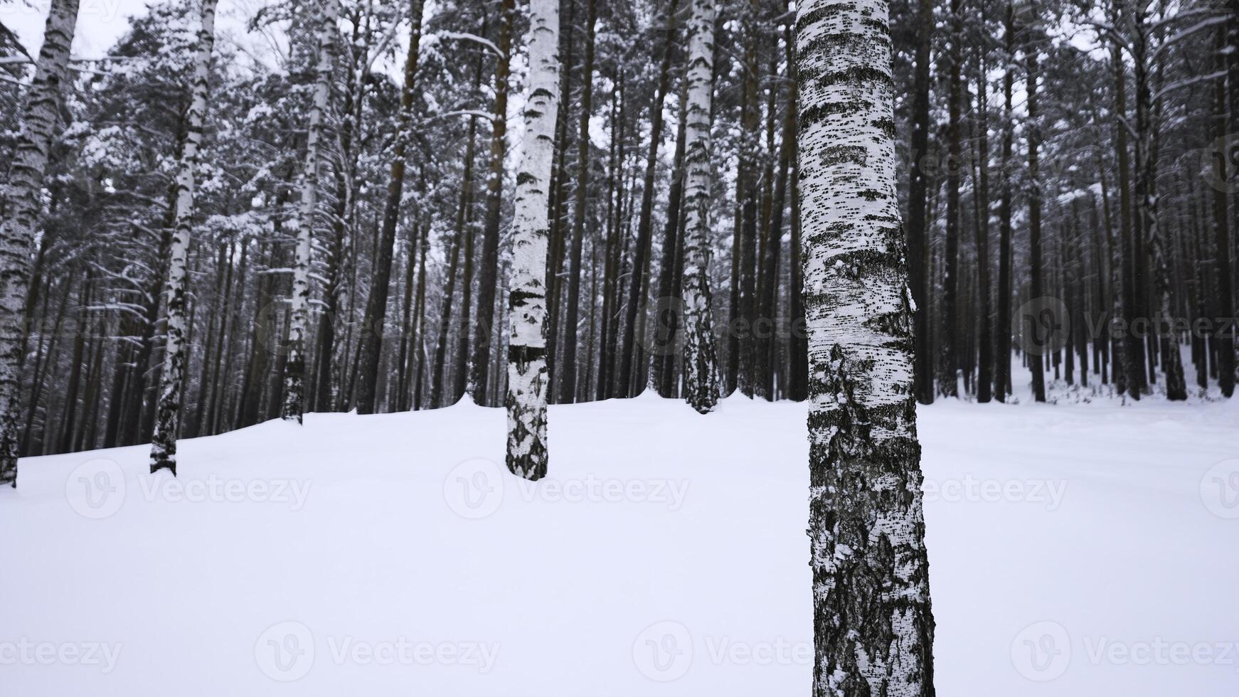 Circular view of winter forest. Media. Overview of wild forest with many tree trunks on winter day. Look at wild winter forest photo