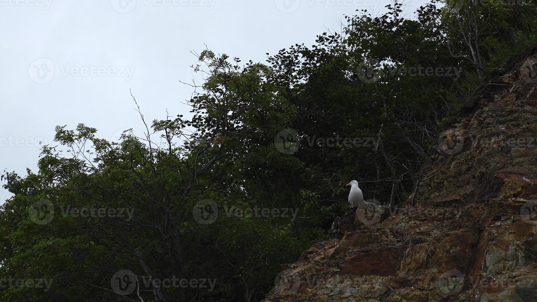 Seagull is sitting on rock with green bushes. Clip. Seagull sits on sheer cliff on background of green vegetation on cloudy day. Seagull on rock with forest on coast photo