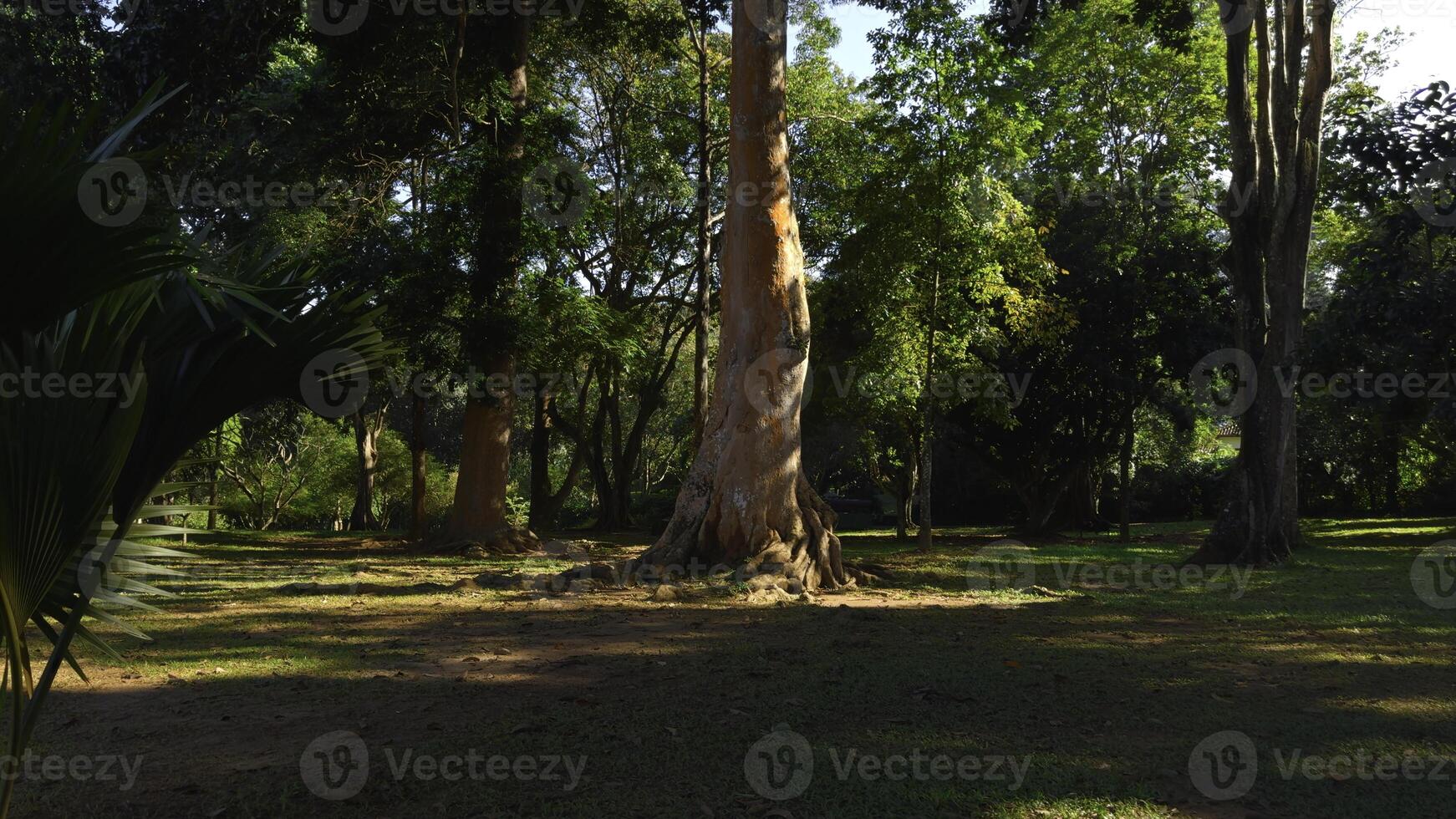 hermosa arboles en parque en soleado verano día. acción. hermosa calmante paisaje de verde parque con grande arboles en soleado día. bien conservado parque con verde arboles en soleado verano día foto