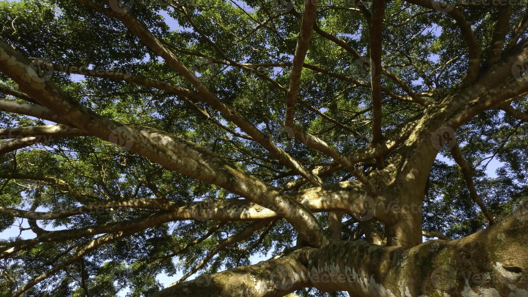 Lots of tree branches in park. Action. Tropical trees in tourist park on sunny summer day. Beautiful branches of tropical trees in park photo