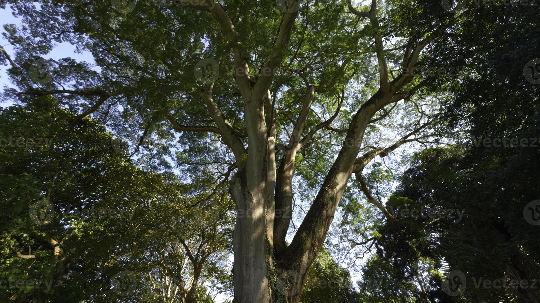 Beautiful trees in park on sunny summer day. Action. Beautiful soothing landscape of green park with large trees on sunny day. Well-maintained park with green trees on sunny summer day photo