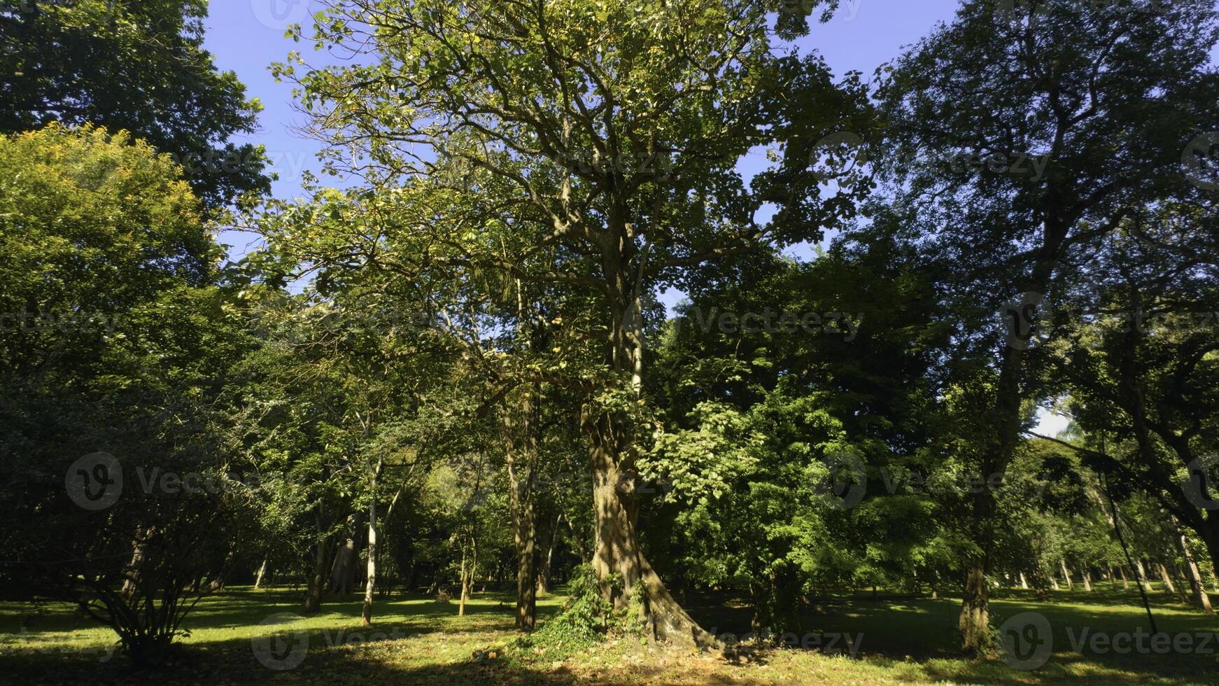 Beautiful trees in park on sunny summer day. Action. Beautiful soothing landscape of green park with large trees on sunny day. Well-maintained park with green trees on sunny summer day photo