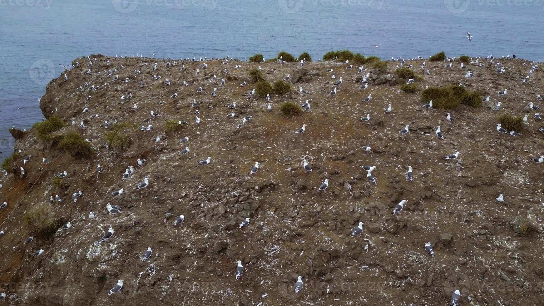 A lot of seagulls on sea rock. Clip. Top view of cinematic shooting of wildlife of coast. Zoology with seagulls on coast photo