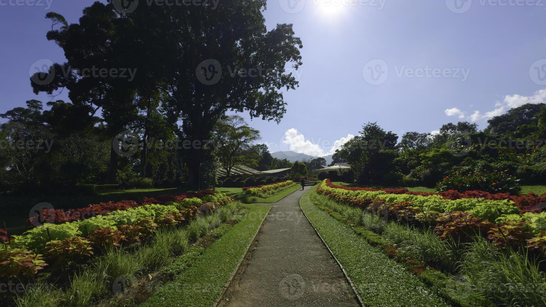 hermosa camino con ordenado vistoso arbustos acción. hermosa ver de camino con vistoso arbustos y brillante verdor en soleado día. hermosa parque con flores y arbustos en soleado verano día foto