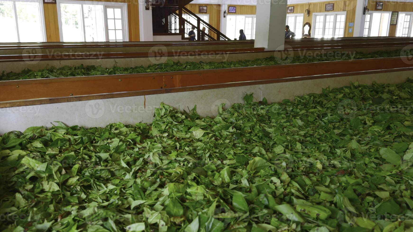 de cerca de recogido verde té hojas. acción. pila de algo de recogido verde hojas en depósito. almacén con recogido té hojas. té plantación y producción foto