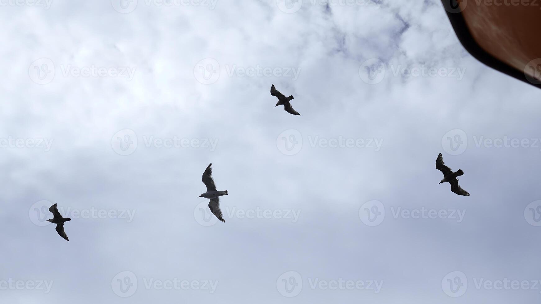 Flying seagulls at floating ship. Clip. View from below of flying seagulls in blue sky. Ship sails with flying seagulls in sky photo