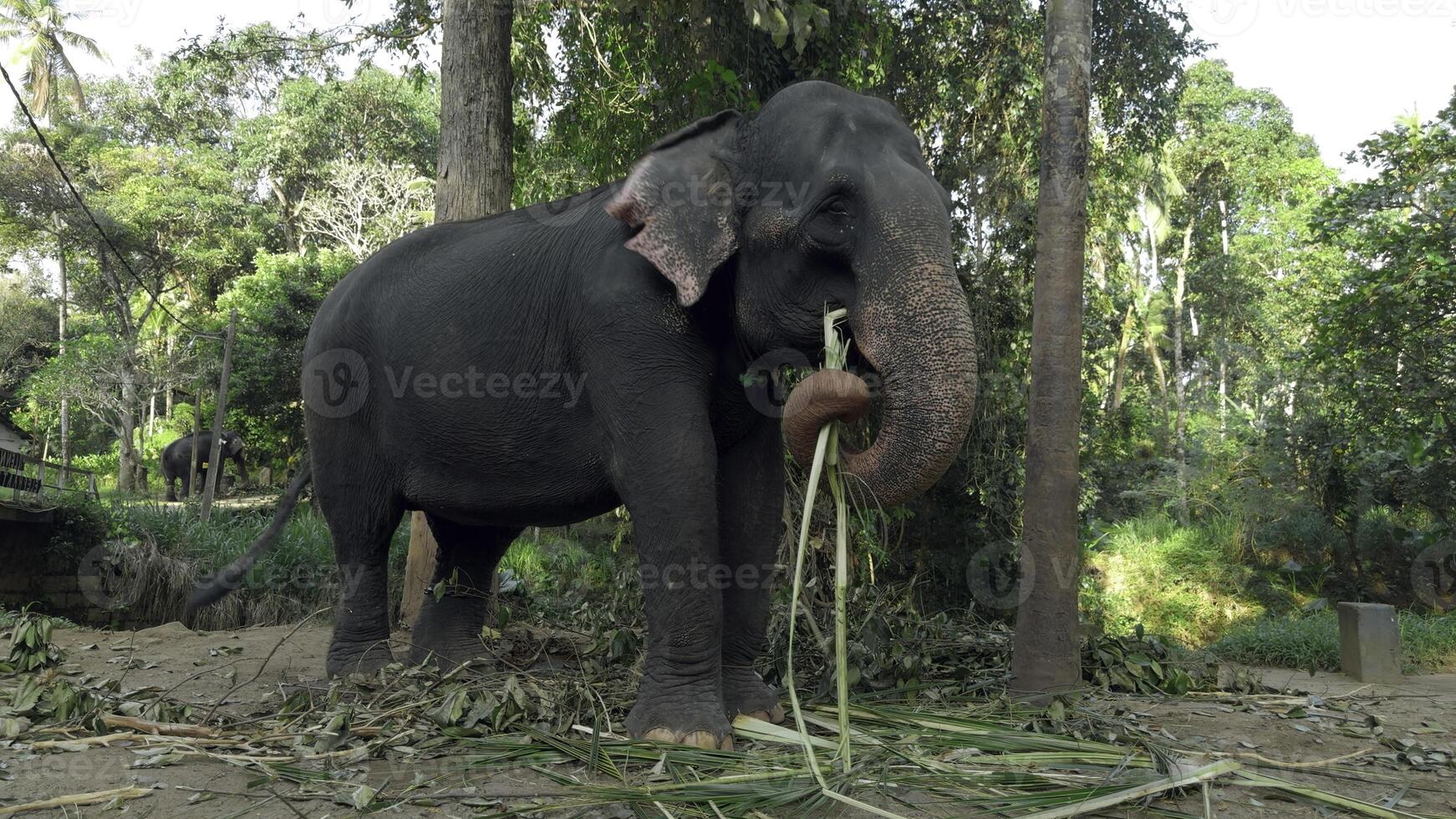 elefante come cañas en selva. acción. elefante granja para turistas en del Sur país. elefantes comer caña en granja foto