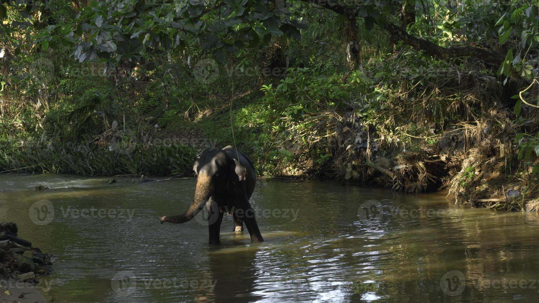 pequeño elefante en río. acción. bebé elefante es jugando en río en selva. pequeño elefante es jugando solo en río en selva foto