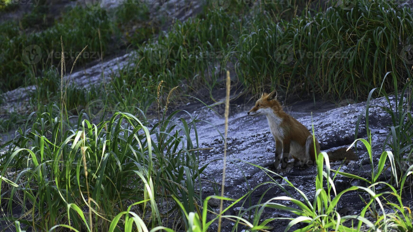 rojo zorro en césped. acortar. rojo zorro carreras a lo largo Roca Pendiente con verde césped. disparo fauna silvestre con rojo zorro y alto verde césped foto