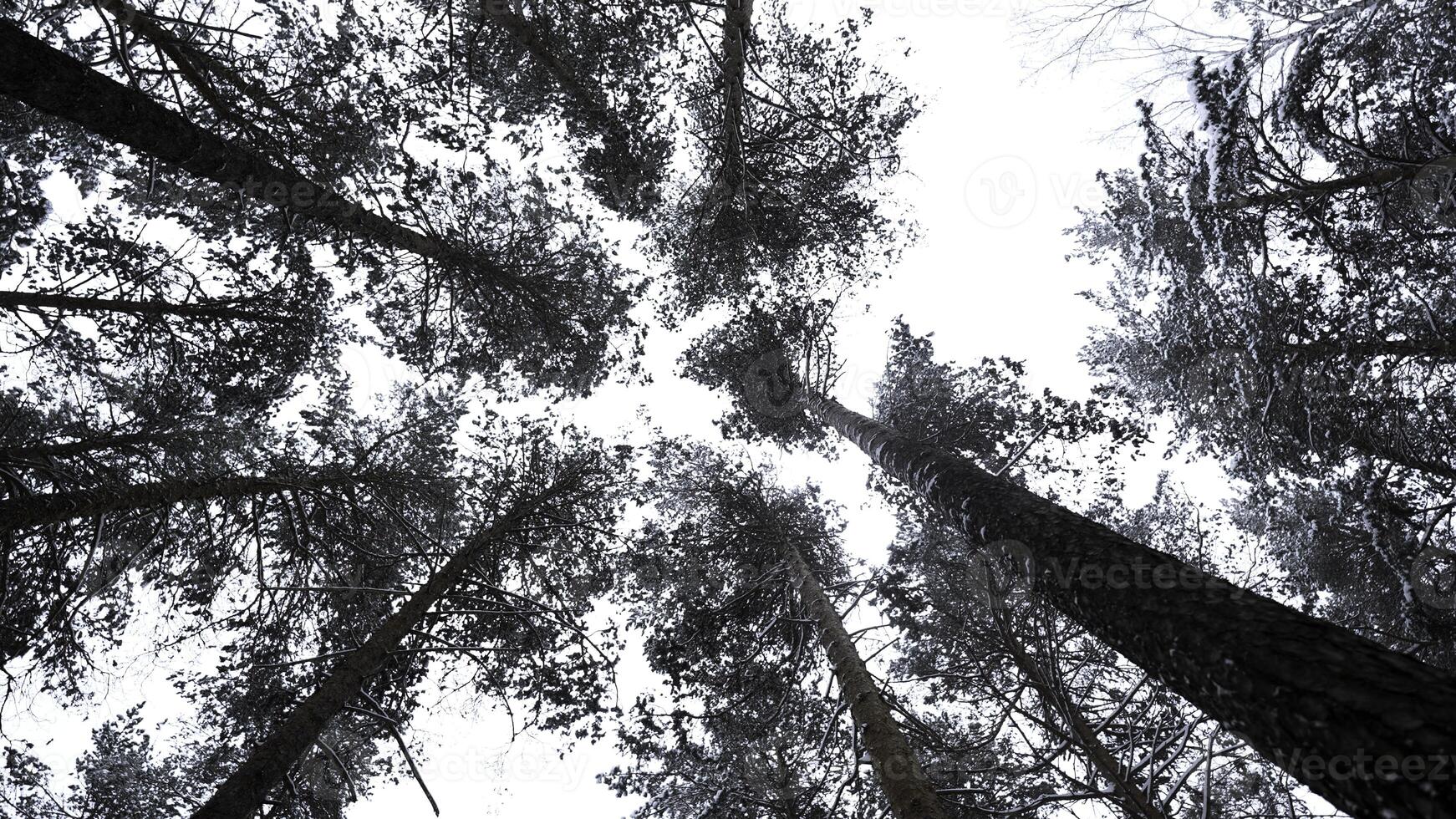 Trees and trunks covered with snow and ice, bottom view. Media. Beautiful tree crowns in winter landscape. photo