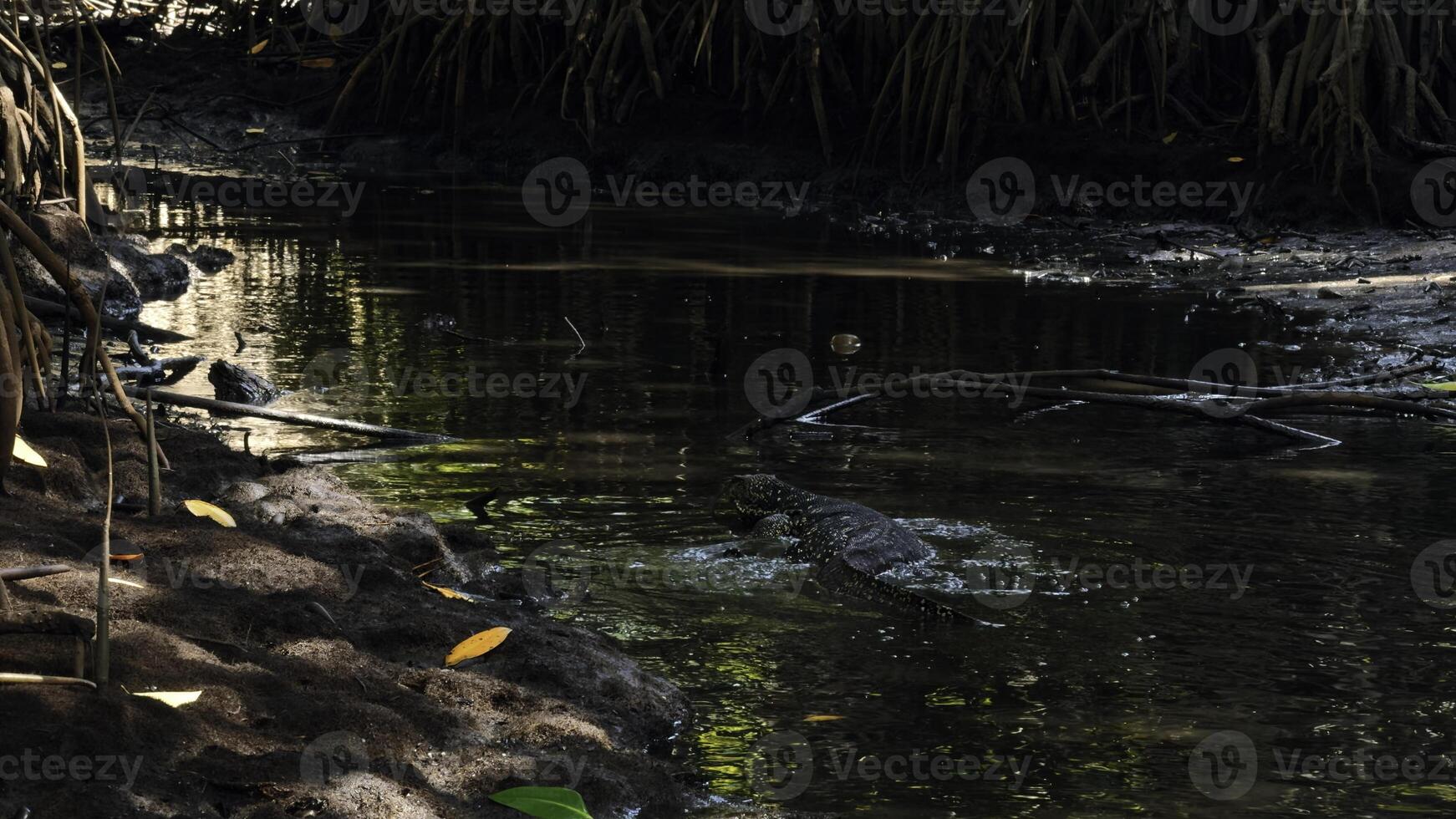 Dangerous lizard predator wild striped varan swimming in pond in national park. Action. Concept of wildlife and nature. photo