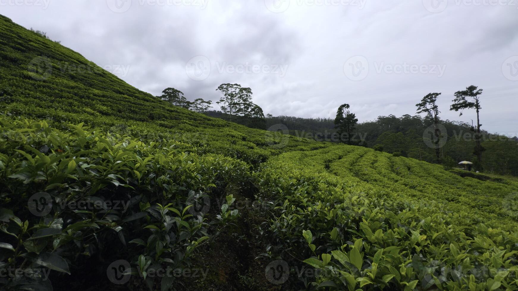 joven verde té hojas en el té arbustos acción. Fresco té hojas en té plantaciones foto