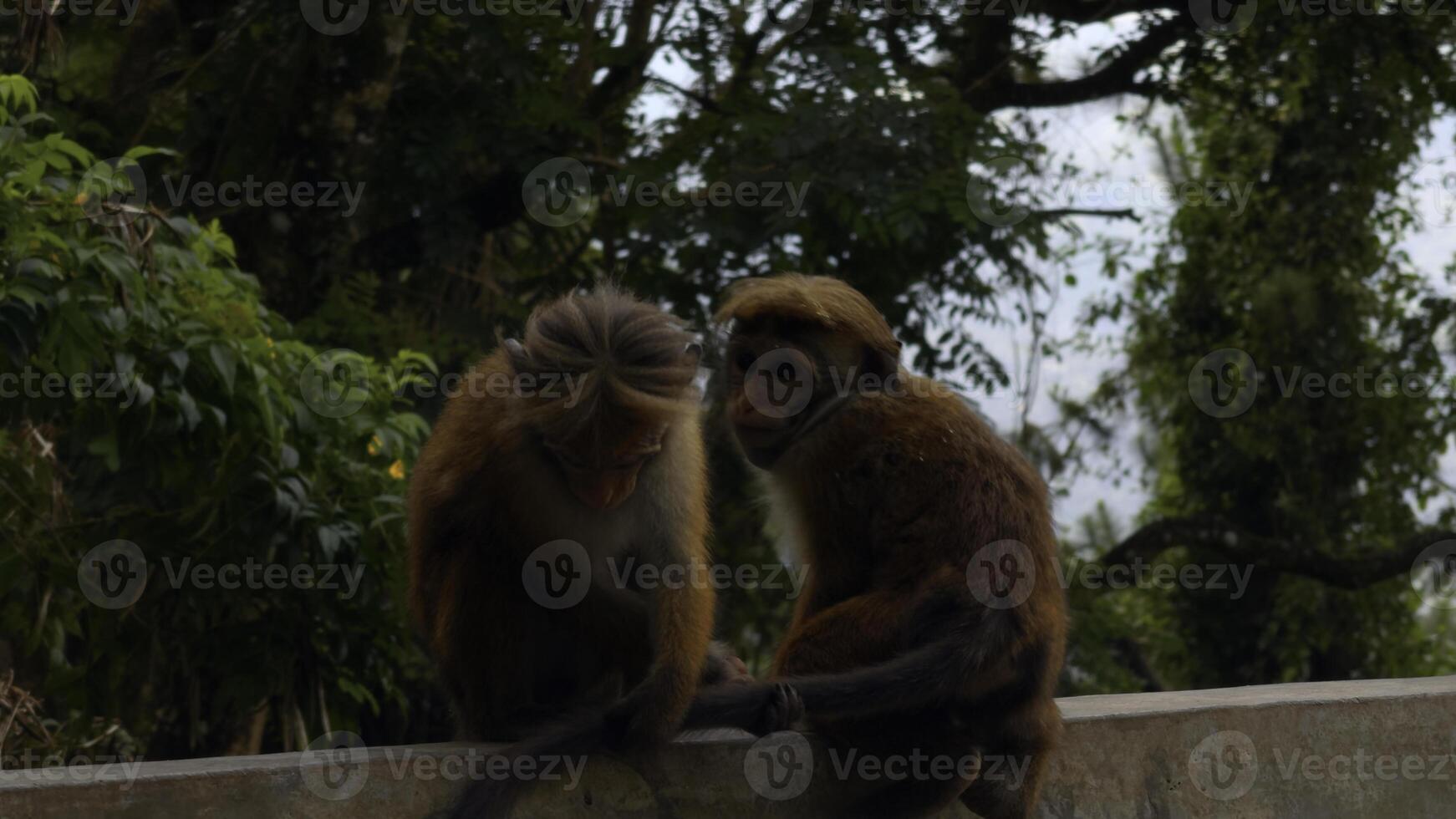 A wild monkey on a stone wall in Nepal Kathmandu, Asia. Action. Wild animals and green nature. photo