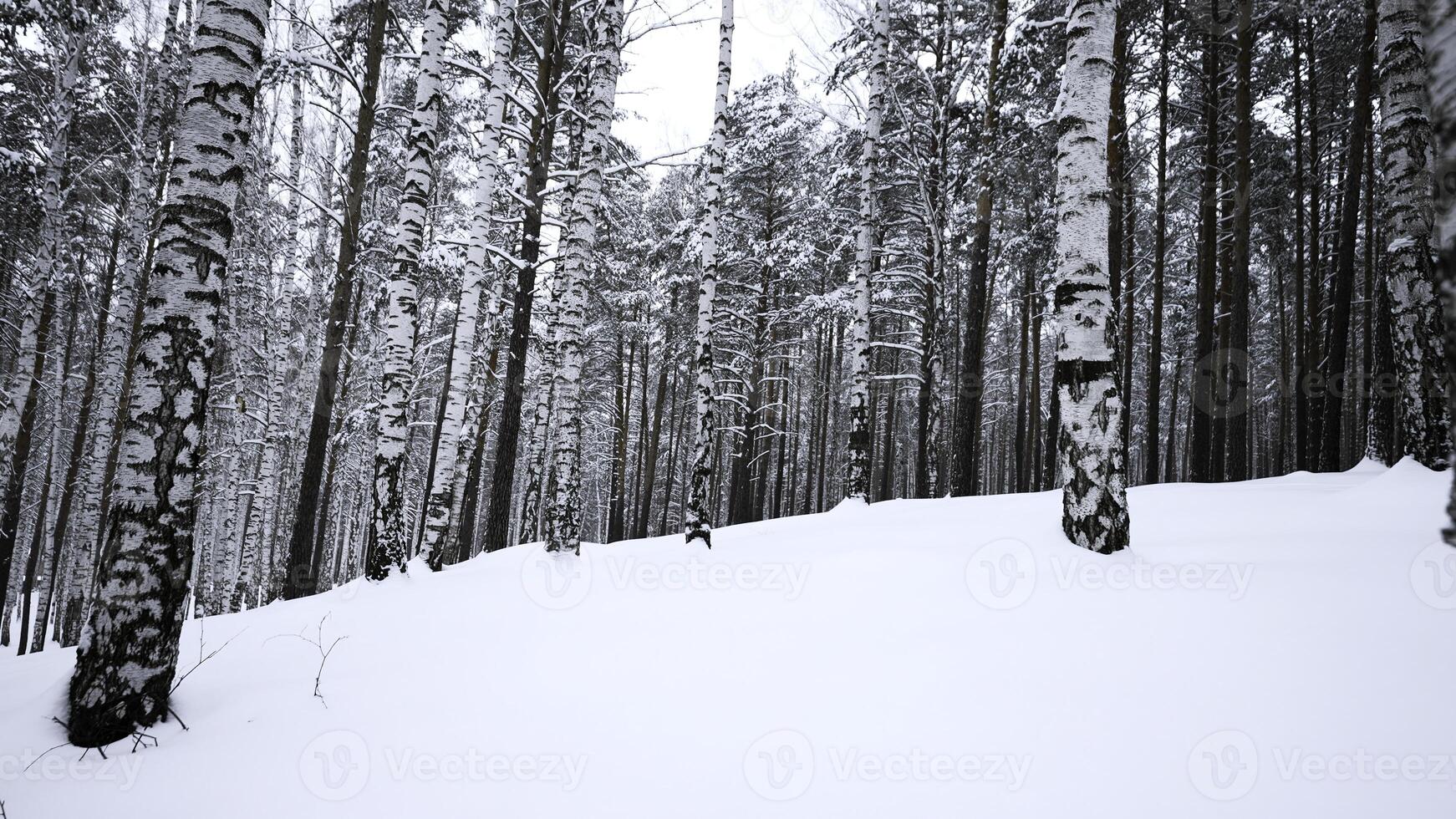 Beautiful sunny snowy winter landscape. Media. Birch trees and white cold ground. photo