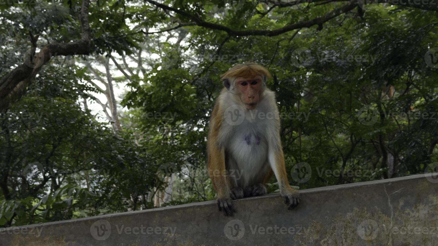 A wild monkey on a stone wall in Nepal Kathmandu, Asia. Action. Wild animals and green nature. photo
