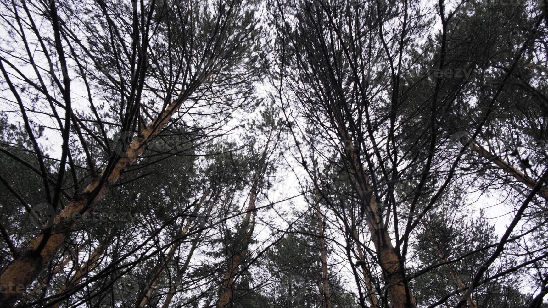 Beautiful view of trees tops in autumn forest in nature reserve. Clip. Bottom view of coniferous forest and cloudy sky. photo