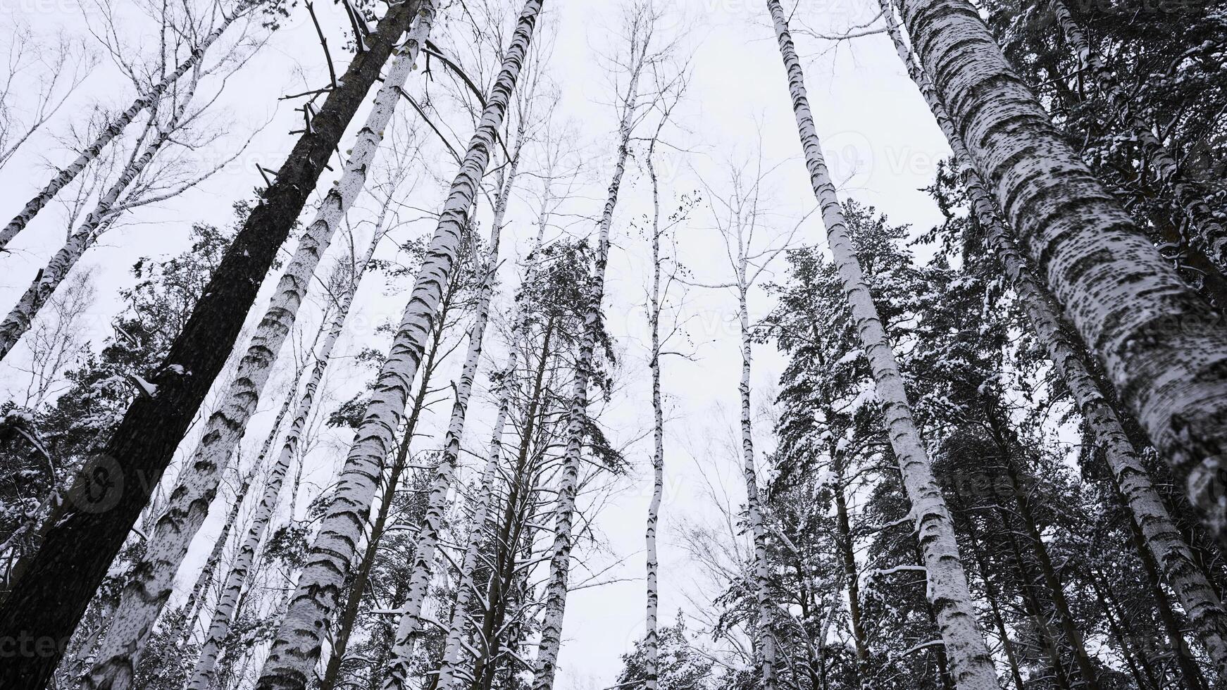 bajo ángulo ver de abedul arboles en invierno en el antecedentes de nublado blanco cielo. medios de comunicación. blanco frío suelo y alto arboles foto