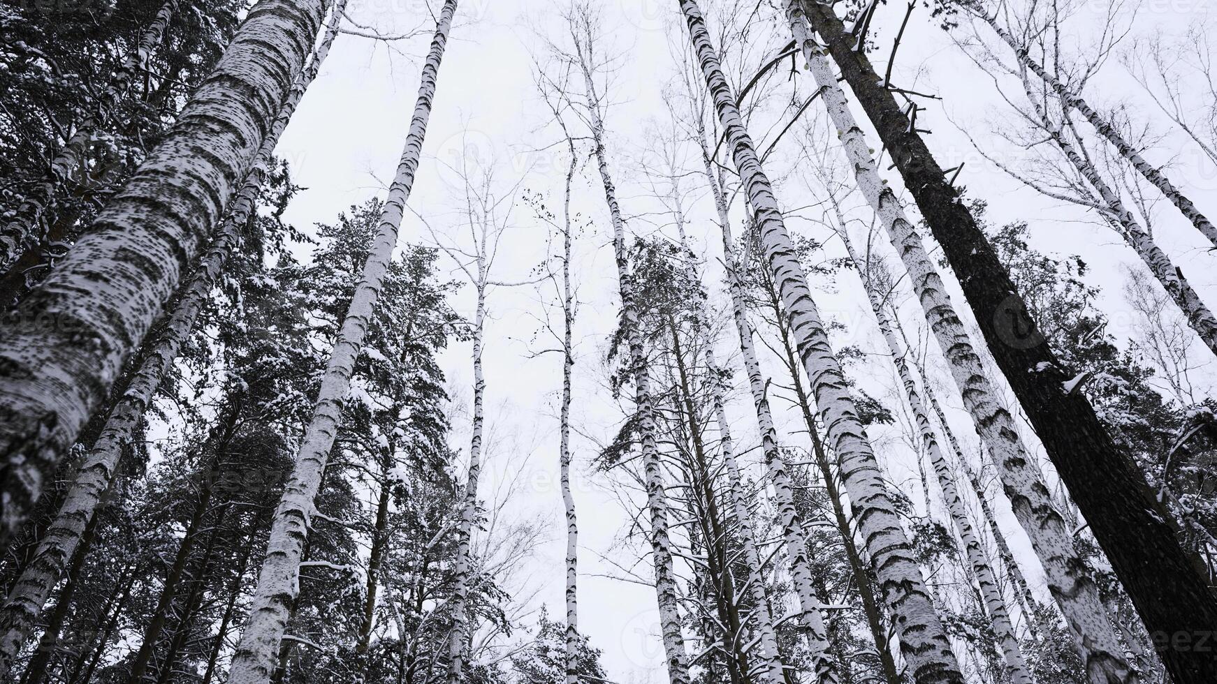 Snowy winter slope and birch tree forest. Media. Beautiful winter landscape, calm quit day in woods. photo