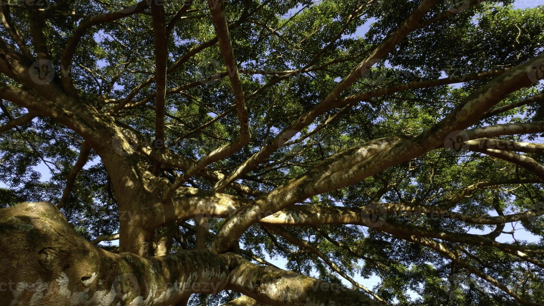 Green jungle trees against blue sky and shining sun. Action. Many narrow branches of a beautiful large tree. photo
