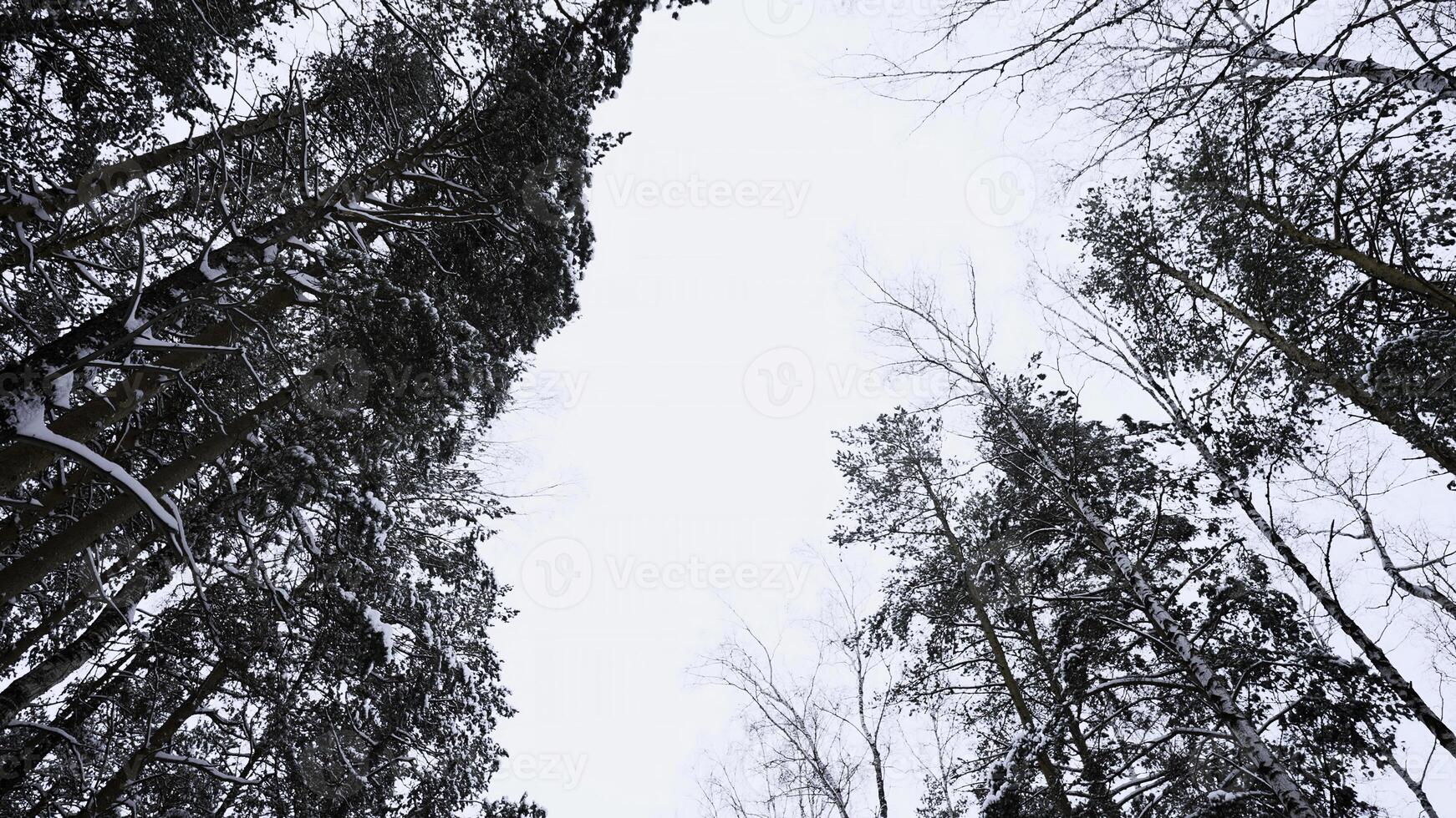 Trunks and tops of the high pines in the winter snowy forest against the cloudy sky. Media. Bottom up view at overcast windy day. photo