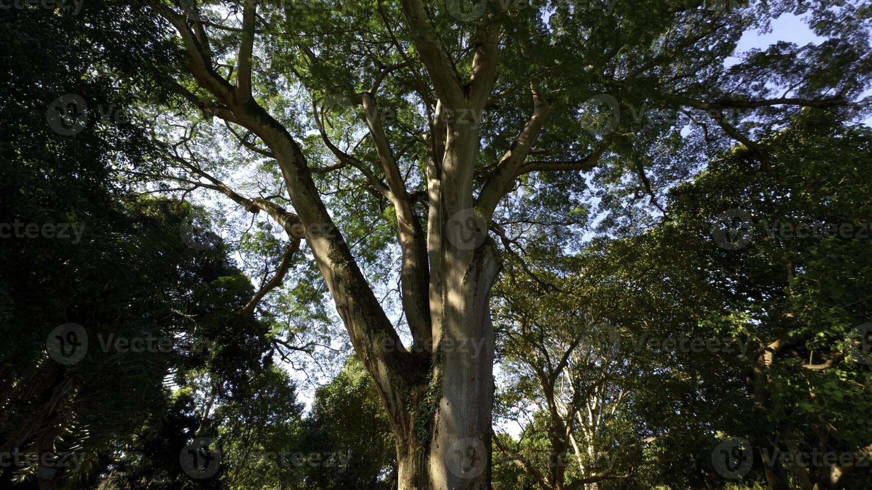 Walk through the magic forest on a sunny day. Action. Sun rays emerging though the green tree branches. photo