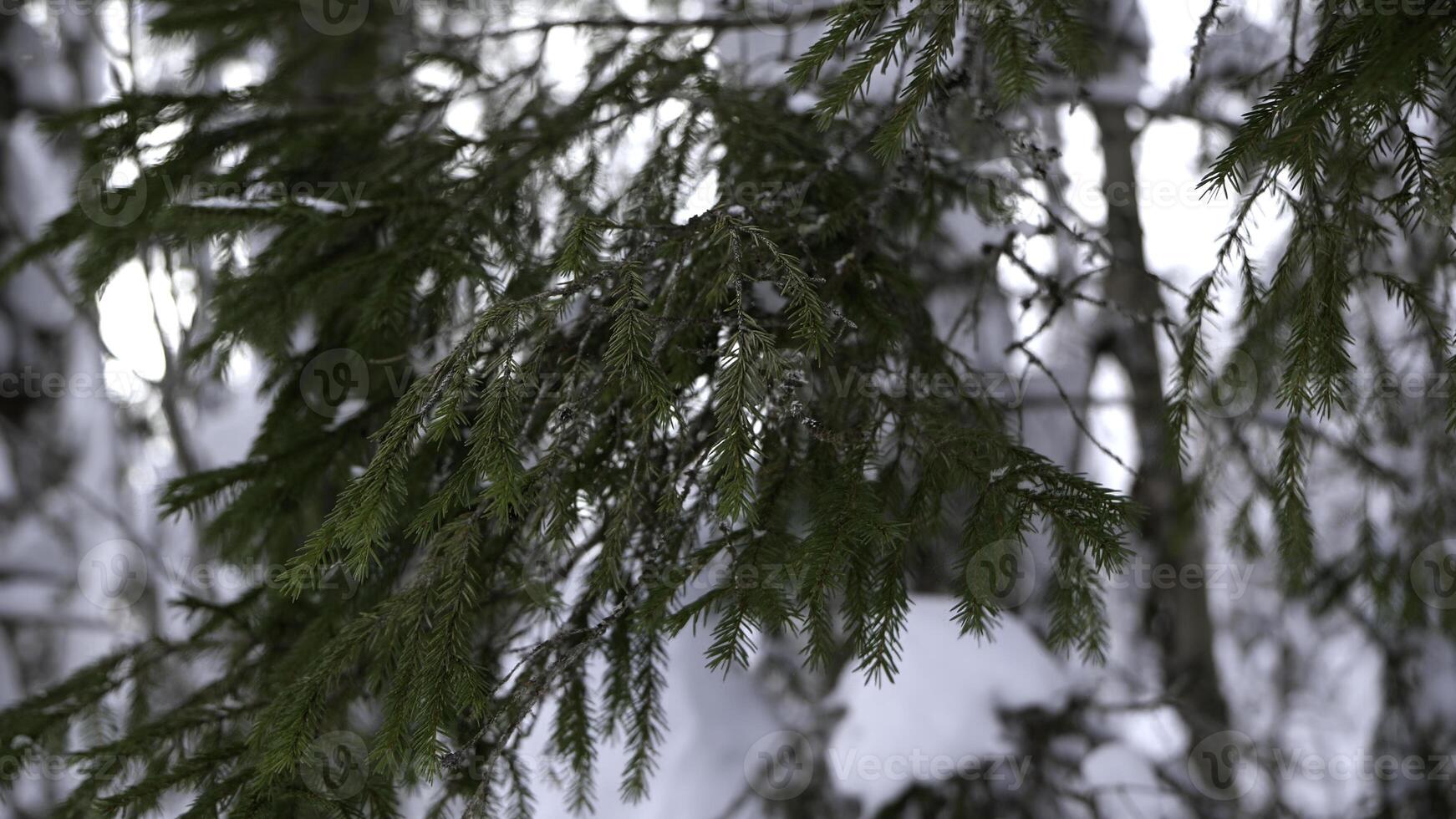 Spruce branches beautifully snowed in the forest. Clip. Walking in beautiful snowy forest. photo