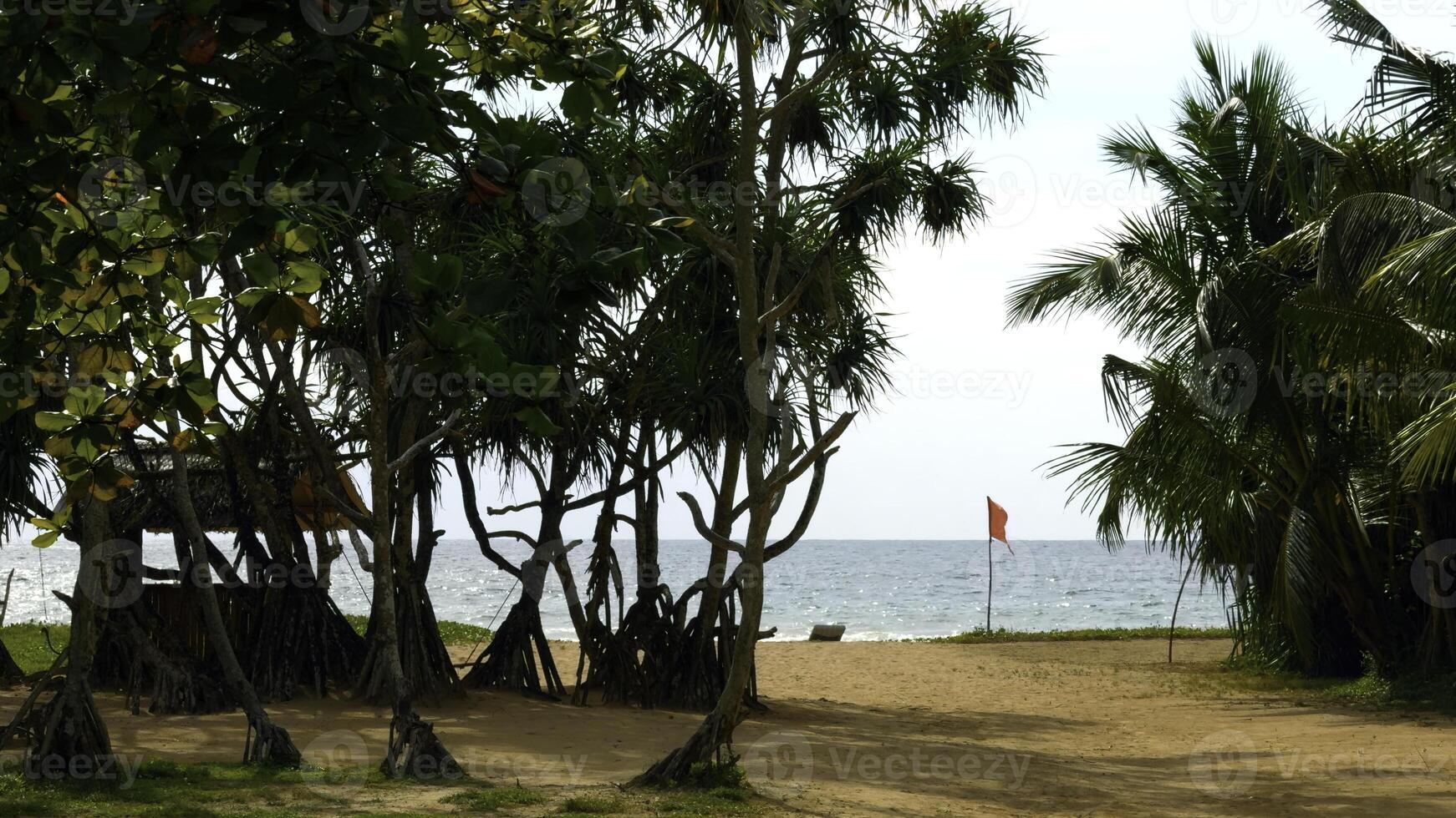 Palm sandy beach and tropical seascape on a sunny day. Action. Summer paradise beach background. photo