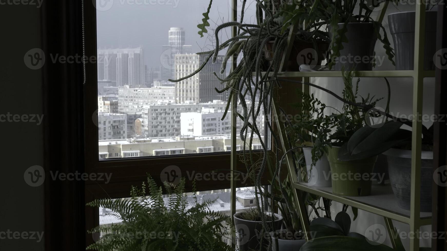 Close up of many plants on shelves by the window. Creative, Home decoration concept. photo