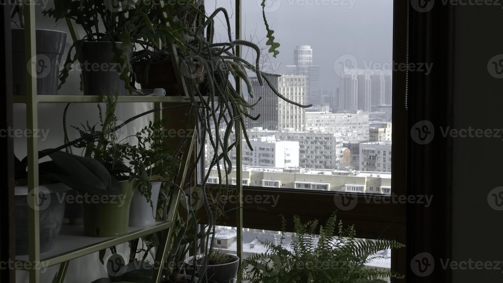 Close up of many plants on shelves by the window. Creative, Home decoration concept. photo