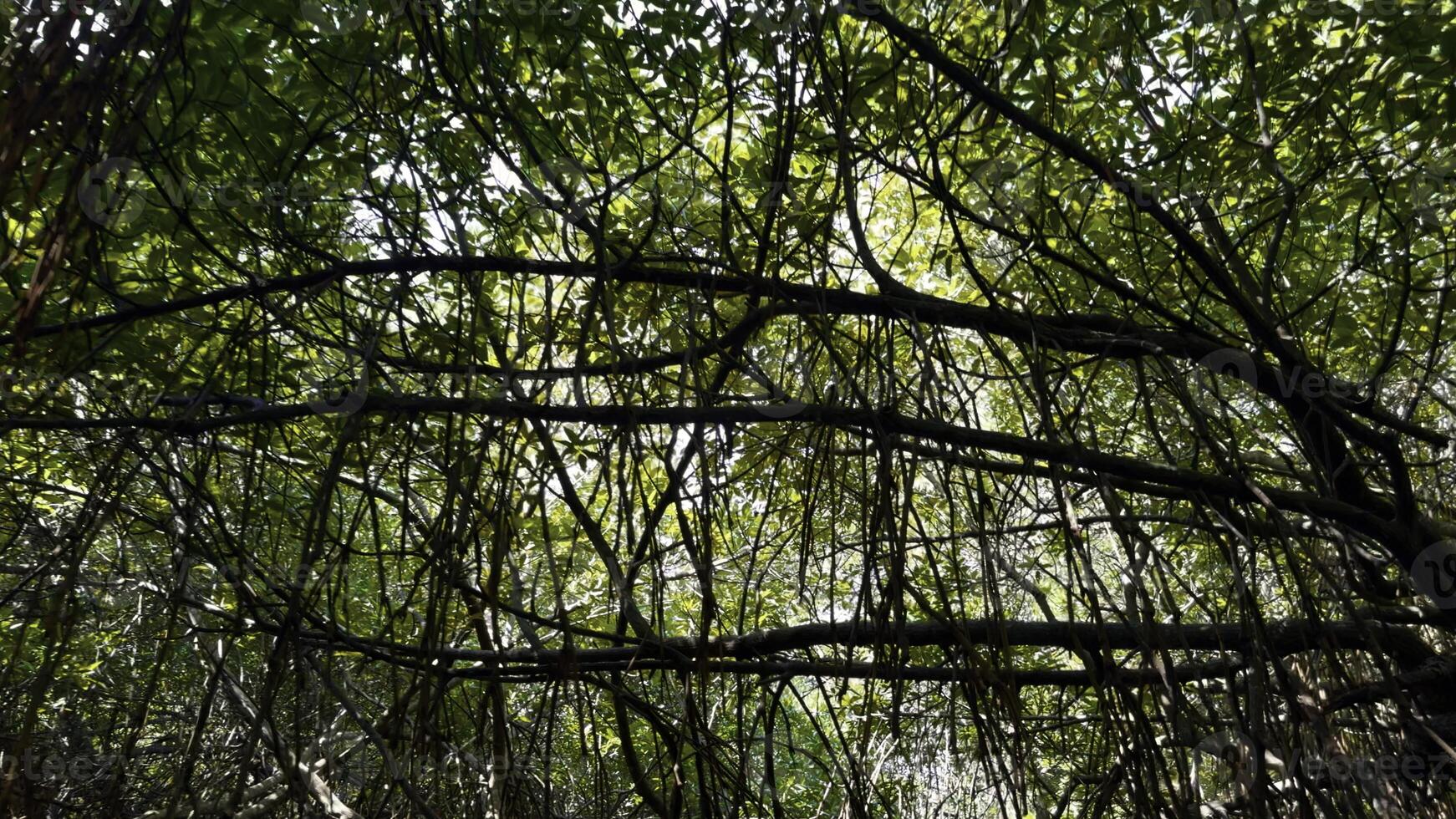 Moving through a tropical forest with large trees and green crowns. Action. Low angle view of hanging branches with green leaves. photo
