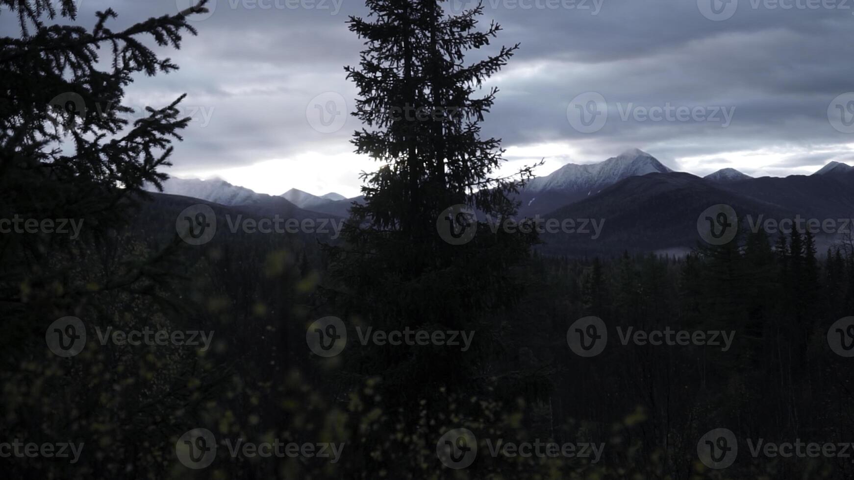 Green trees in forest with fog and mountains. Clip. Autumn cold landscape with forested valley. photo