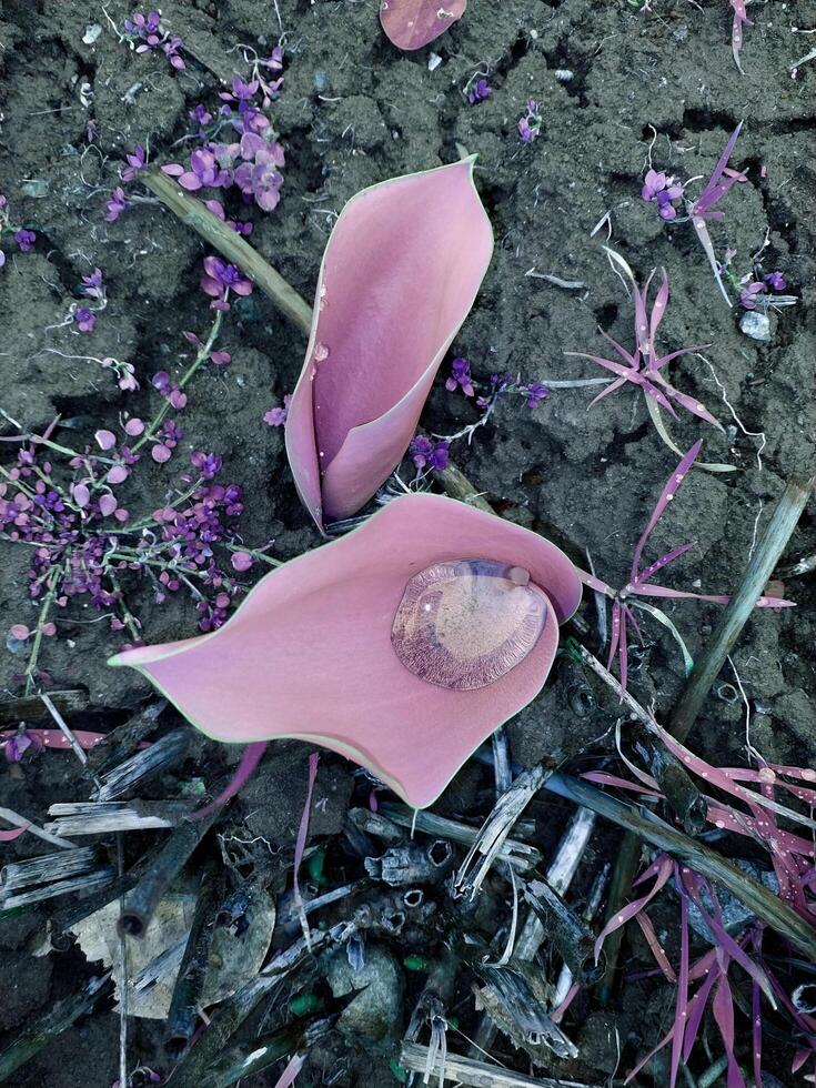 Pink tulip leaves in natural environment in soil with raindrops photo