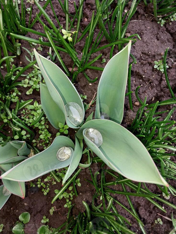 Tulip leaves in natural environment with dew drops photo