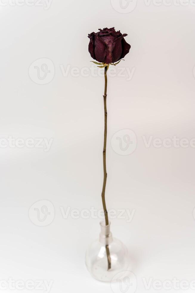 Dried red rose, romantic floral decoration element with copy space on clean white background photo