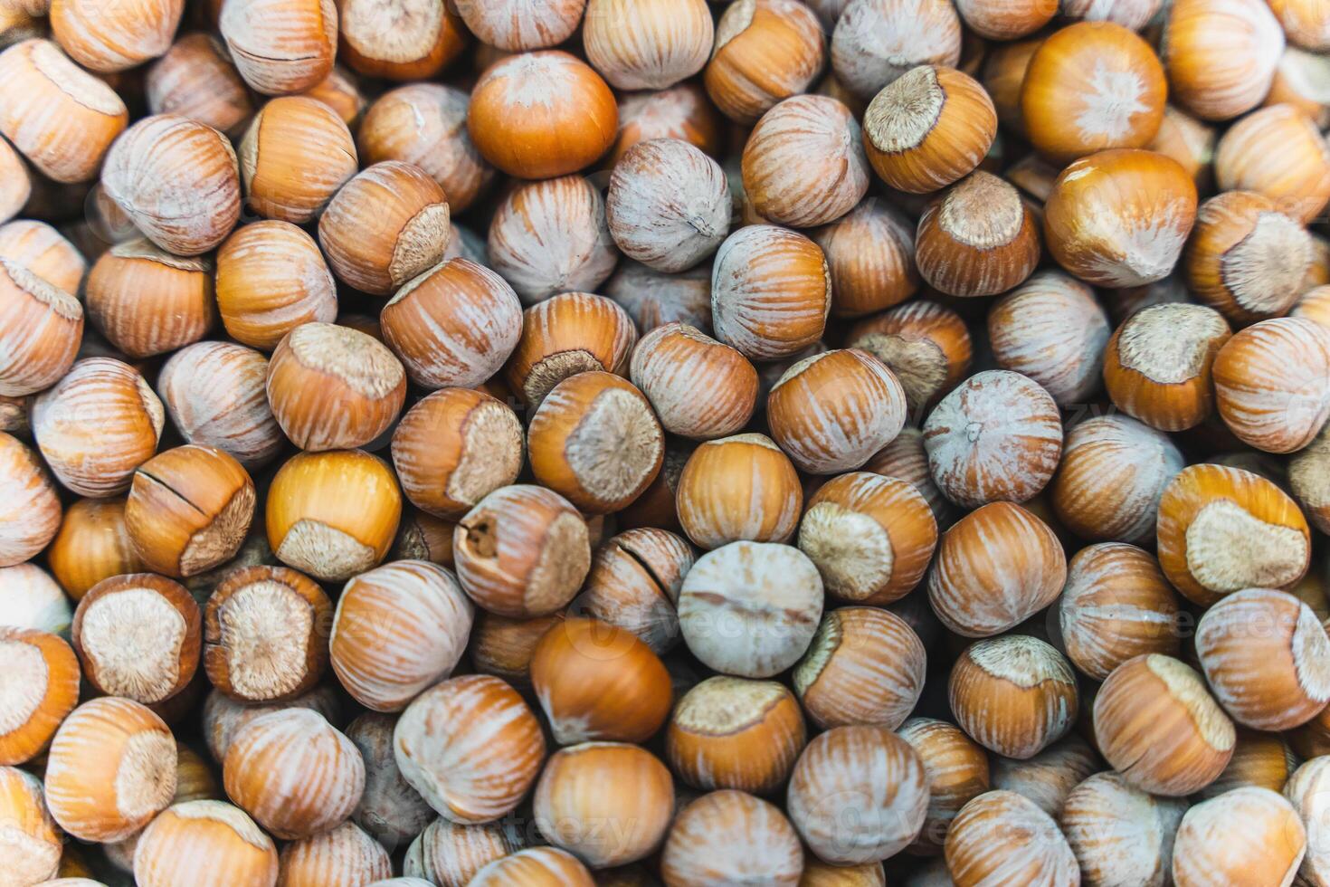 Fresh unpeeled hazelnuts in their shells close-up shot for nut lovers photo