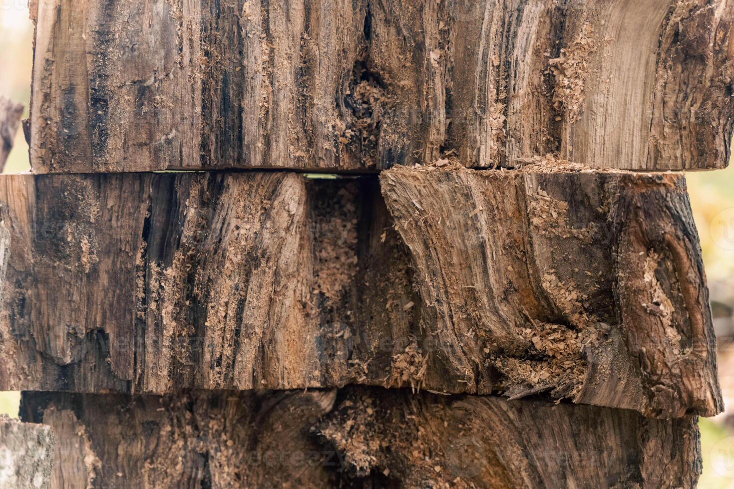 Felled Trees Core with Unique Wooden Texture in Park Creating Tree Background photo